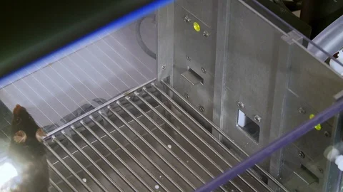 Mouse in cage pushes lever to get food Stock Footage 125452017