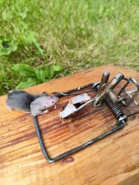Mouse captured in a home made trap by using bite as a small peace of meat Stock Photos