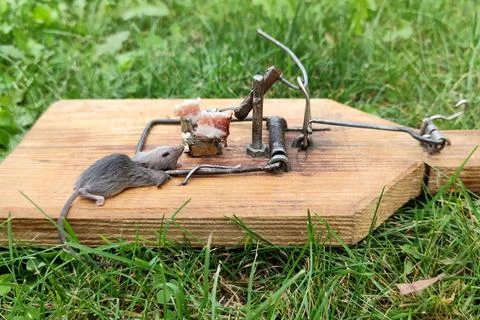 Mouse captured in a home made trap by using bite as a small peace of meat Stock Photos