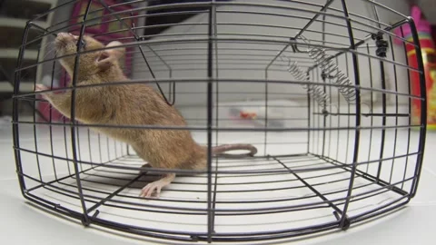 Mouse Captured Trapped in Cage Close-Up, Rodent Pest Control Concept Stock Footage 335443239