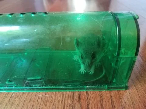 Mouse caught in humane green plastic mousetrap in home Stock Photos
