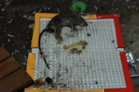 Mouse caught in a mousetrap Stock Photos