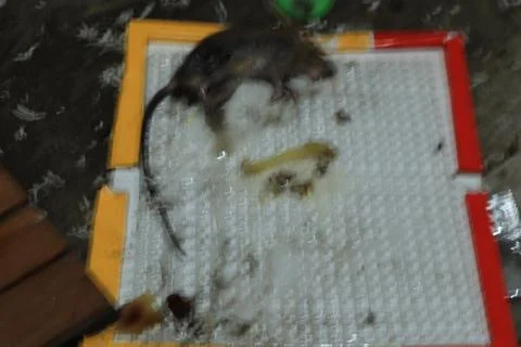 Mouse caught in a mousetrap Stock Photos
