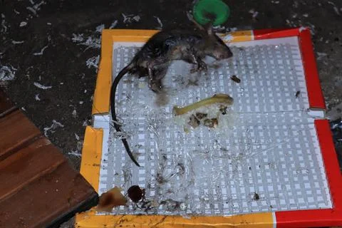 Mouse caught in a mousetrap Stock Photos