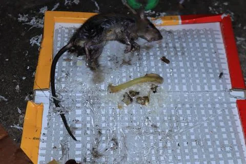 Mouse caught in a mousetrap Stock Photos