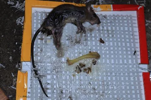 Mouse caught in a mousetrap Stock Photos