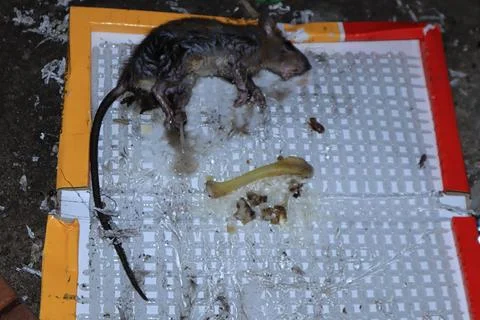 Mouse caught in a mousetrap Stock Photos
