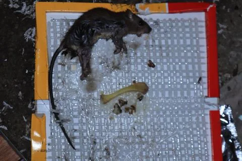 Mouse caught in a mousetrap Stock Photos