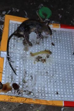 Mouse caught in a mousetrap Stock Photos