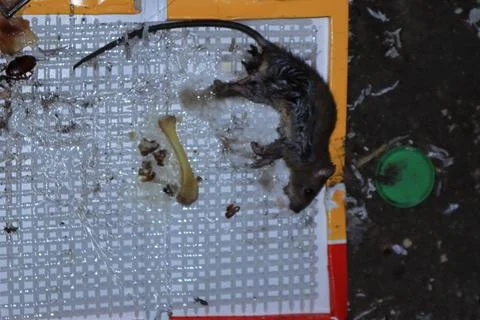 Mouse caught in a mousetrap Stock Photos
