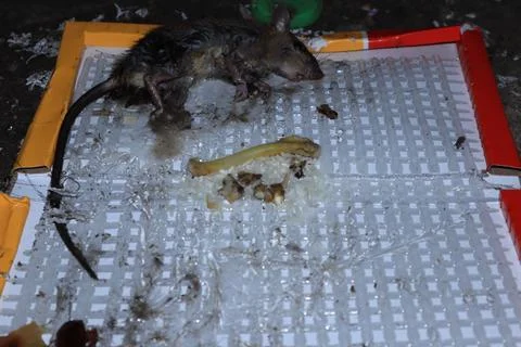 Mouse caught in a mousetrap Stock Photos