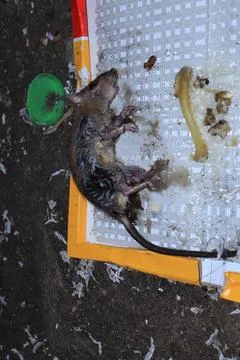 Mouse caught in a mousetrap Stock Photos