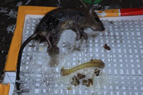 Mouse caught in a mousetrap Stock Photos