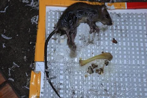 Mouse caught in a mousetrap Stock Photos