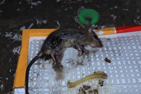 The mouse is caught in a mousetrap Stock Photos