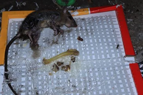 Mouse caught in a mousetrap Stock Photos