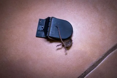 A mouse is caught in a mousetrap Stock Photos