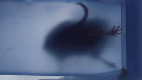Mouse caught in plastic pest control trap Stock Footage 326281802