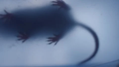 Mouse caught in plastic pest control trap Stock Footage 327631276