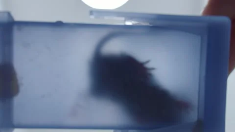 Mouse caught in plastic pest control trap Stock Footage 328042093