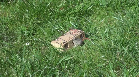 Mouse caught in a trap Stock Footage 10847803