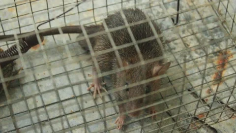 The mouse is caught in the trap. a rat is in an iron cage Stock Footage 334268295