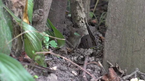The mouse cautiously looks out of its hole Видео 280664490