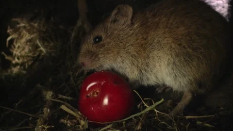 Mouse with cherry inside underground burrow Stock Footage 309518078