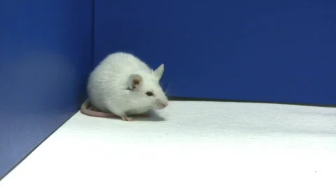 Mouse cleaning 스톡 동영상 324993
