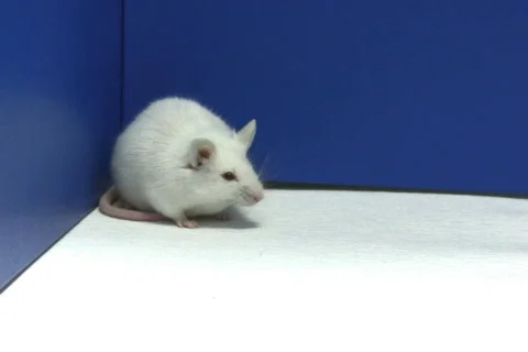 Mouse cleaning NTSC Stock Footage 324703