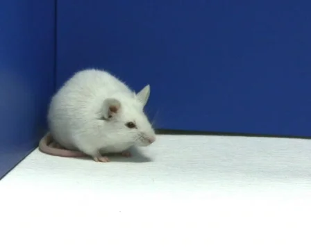 Mouse cleaning PAL Stock Footage 324748