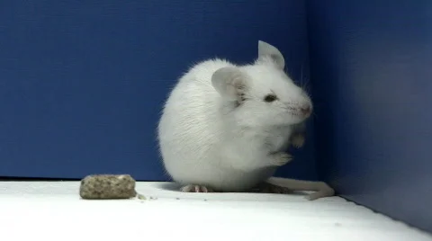Mouse cleans itself Stock Footage 327765
