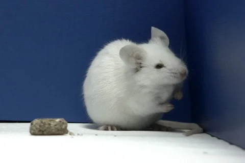 Mouse cleans itself NTSC Stock-Footage 327701