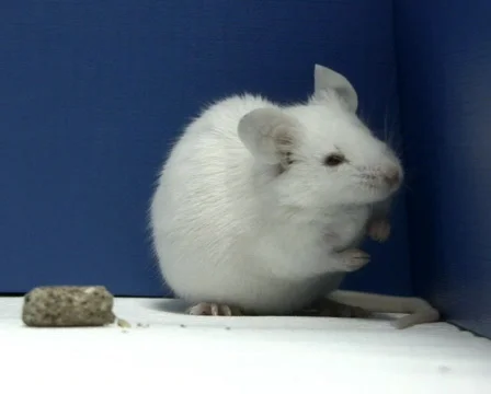 Mouse cleans itself PAL Stock Footage 327711