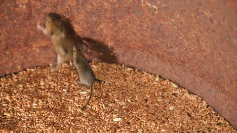 Mouse close-up in a dark grain store. A field mouse climbed into a barrel of Stock Footage 219436363