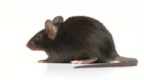 Mouse close up Vídeo Stock 627422