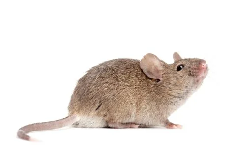 Mouse close up isolated on white Stock Photos