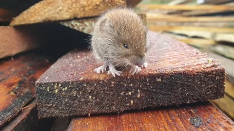 The Mouse close-up. Little mouse on the boards close-up. Stock Footage 163071540
