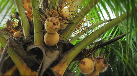 A mouse comes onto the coconut tree scene Stock Footage 36579126