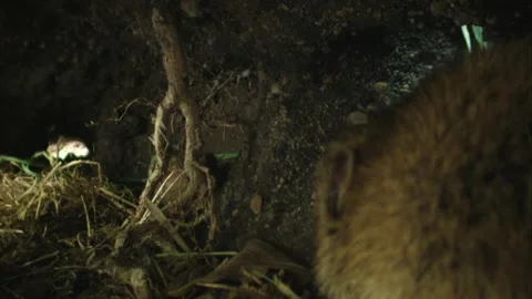 Mouse is coming with grass into the burrow Stock Footage 309518198