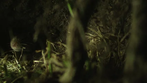 Mouse is coming in its underground burrow  Stock Footage 309518073