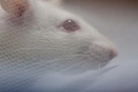 Mouse concept, rat concept, animals, white mouse, white rat, Stock Photos