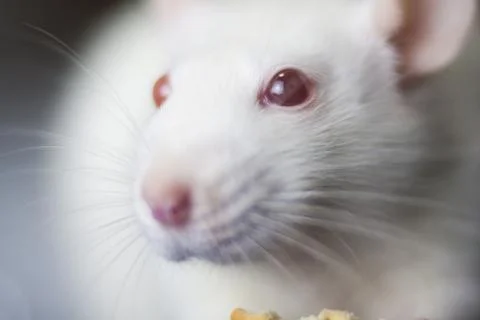 Mouse concept, rat concept, animals, white mouse, white rat, Stock Photos