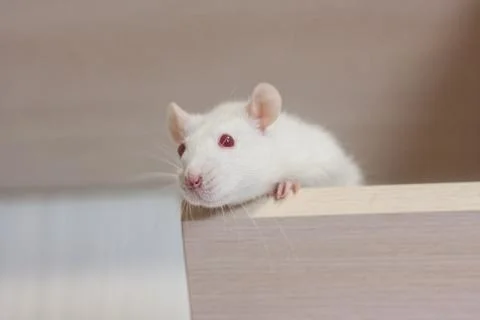Mouse concept, rat concept, white rat, beautiful, fluffy, animals, Stock Photos