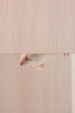 Mouse concept, rat concept, white rat, beautiful, fluffy, animals, Stock Photos