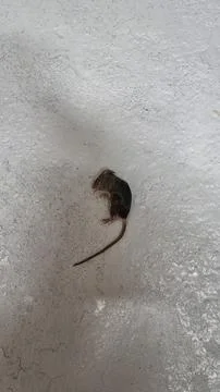 Mouse on a concrete surface in a building during daytime Foto stock