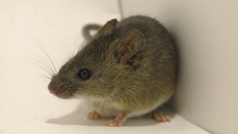 Mouse in the corner Stock Footage 85412191