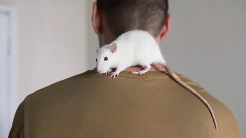 Mouse crawls over a person's neck. Stock Footage 282196071