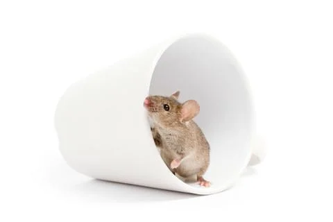 Mouse in a cup isolated on white Foto stock