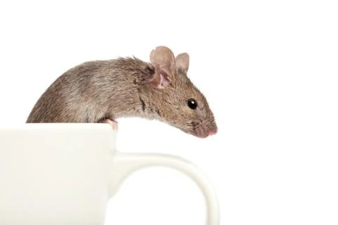 Mouse in a cup isolated on white Foto stock